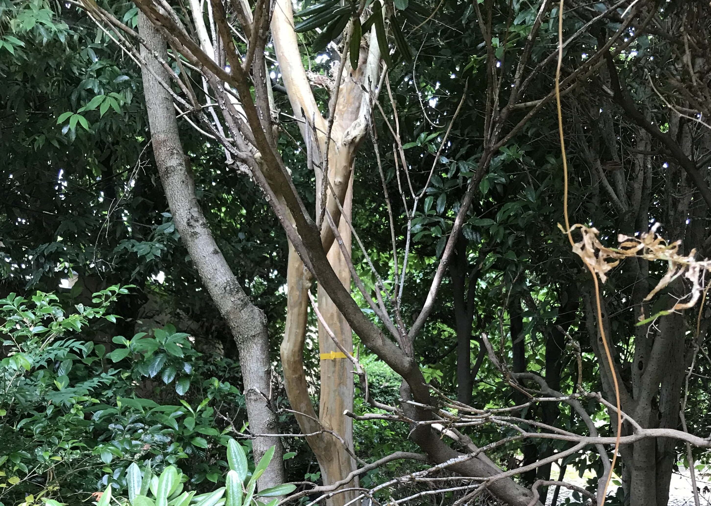 造園の計画 田中郁恵設計室